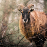 Vítání do smečky: brněnská zoo představí návštěvníkům letošní mláďata